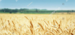 stock-photo-yellow-grain-ready-for-harvest-growing-in-a-farm-field-133160045