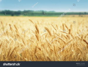 stock-photo-yellow-grain-ready-for-harvest-growing-in-a-farm-field-133160045